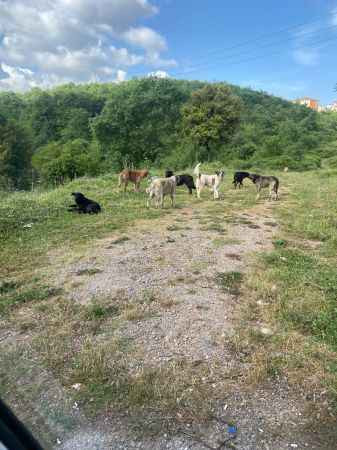 “Saldırıyorlar!” Bu köpekleri buraya kim bırakıyor?