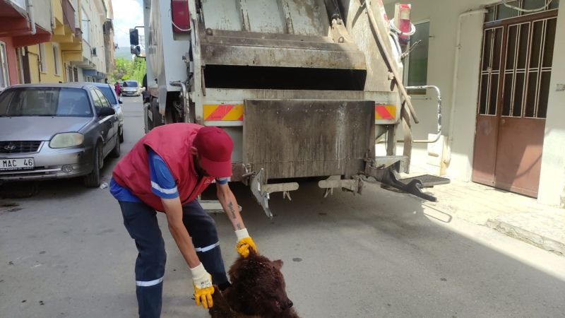 Vicdansızlar ayıyı parçalayıp, çöpe attı