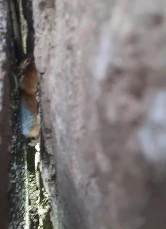 2 duvar arasına sıkışan sincabı ekipler kurtardı