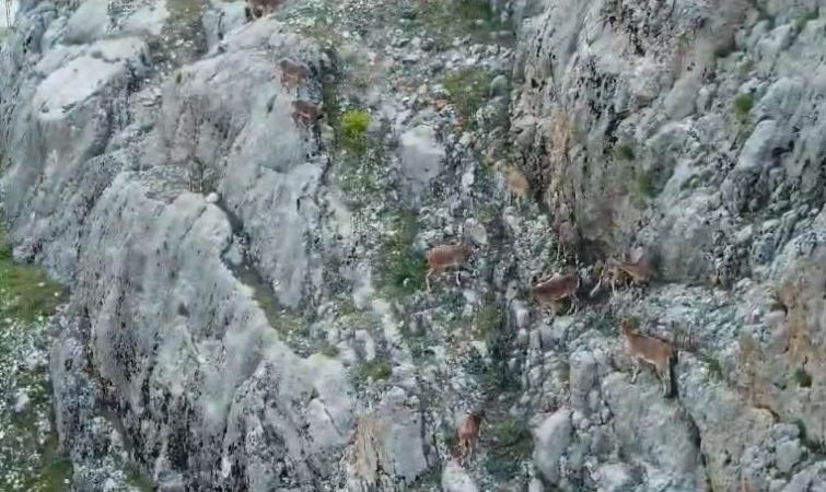 Elazığ’da görüldü, hemen kayıt altına alındı
