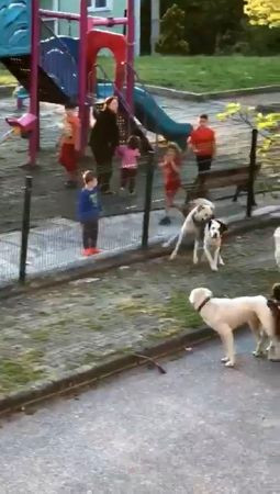 Sokak köpekleri yavru köpeği ve kediyi parçaladı: O anlar kamerada