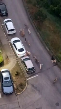 Sokak köpekleri yavru köpeği ve kediyi parçaladı: O anlar kamerada