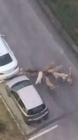 Sokak köpekleri yavru köpeği ve kediyi parçaladı: O anlar kamerada