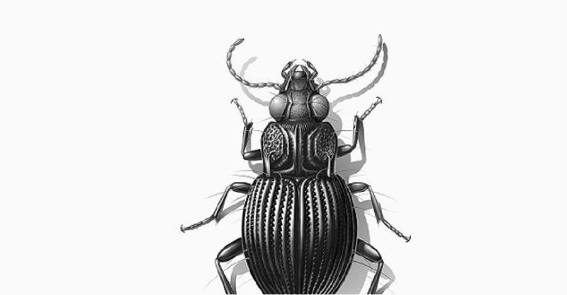 Kocaeli milletvekili paylaştı, herkes bu mesleği araştırıyor: Entomolog nedir? Tarımdan, cinayetlere kadar…