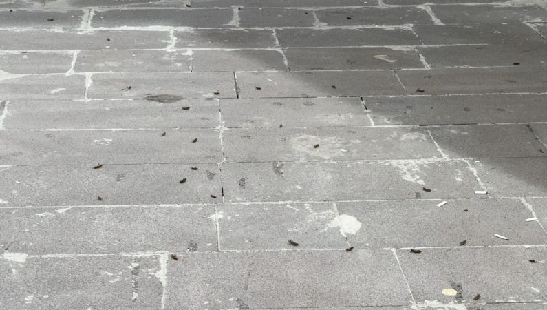 O ilde çekirgeler şehir merkezini istila etti
