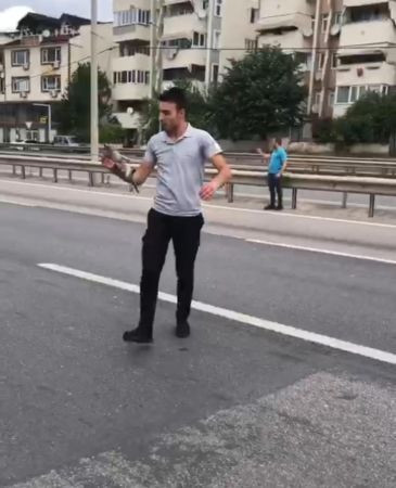Alevlerden kaçarken yola fırlayan kedinin imdadına yetişti