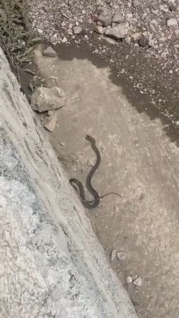 Kocaeli'deki 3 ilçede yılan paniği!