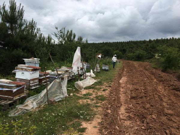Kovanları parçalandı, arıları telef oldu