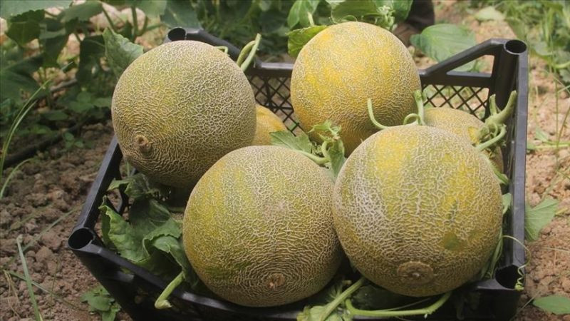 Paranız boşuna gitmesin bir bakışta tatlı kavun seçmenin yolu! Asla ham çıkmıyor