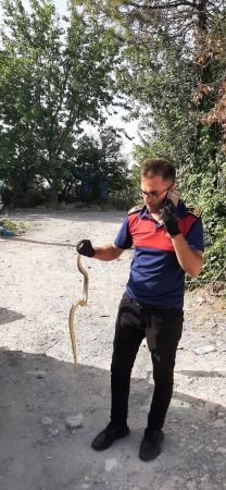 Zonguldak’ta 1,5 metrelik yılan panik yarattı