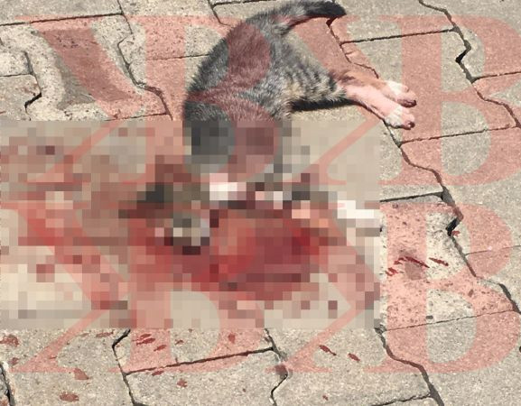 Bir kedi sitede kanlar içinde bulundu, Çalışmayan kameralar tepkiye neden oldu