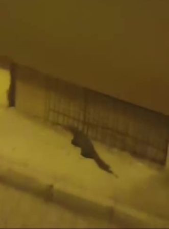 Binalara tırmanan hayvanı görenler şaşkına döndü