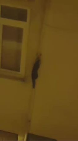 Binalara tırmanan hayvanı görenler şaşkına döndü