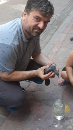 Mahsur kalan güvercinin imdadına itfaiye yetişti