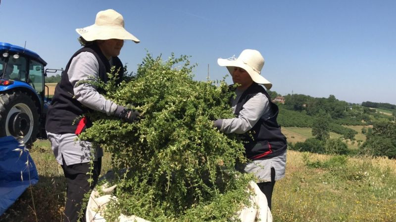 Kocaeli’de hasat zamanı