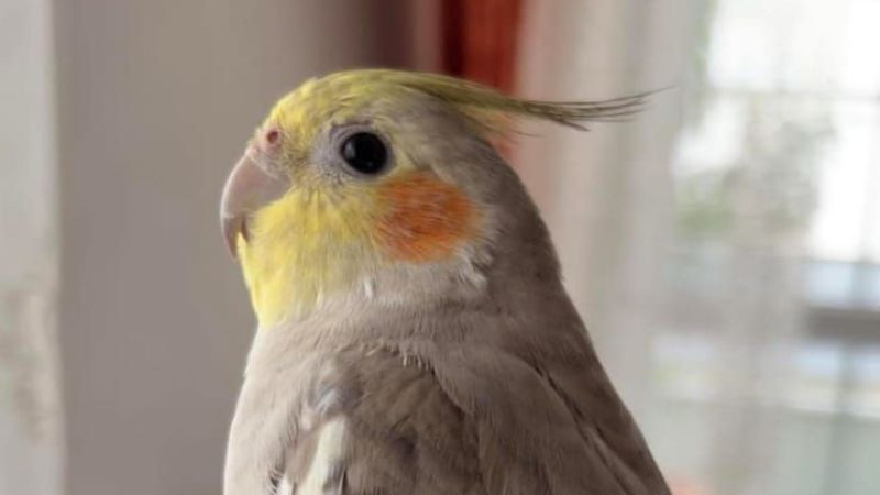 Körfezli aile Şakir isimli papağanlarını arıyor
