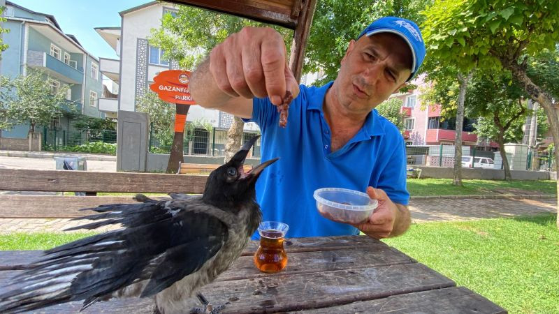 Kocaeli’deki o kuş görenleri hayrete düşürdü