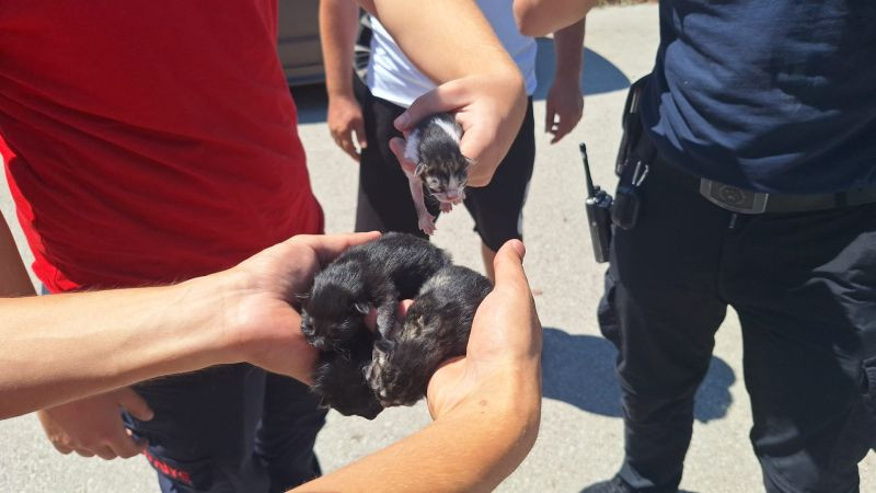 Araçtan 4 yavru kedi çıktı