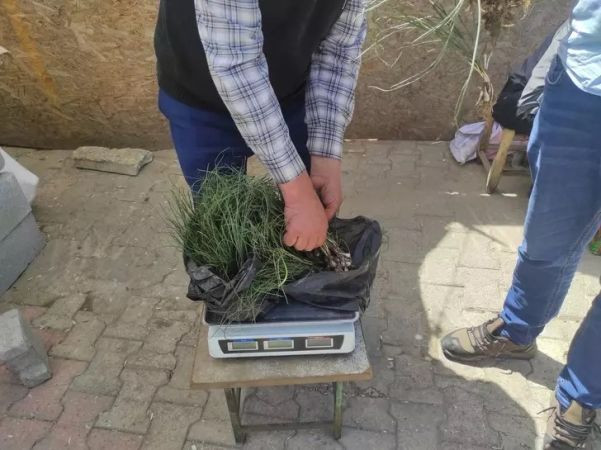 Altın değerinde şifalı bitki: Kilosu 5 bin liradan alıcı buluyor! Dağlardan toplanıyor