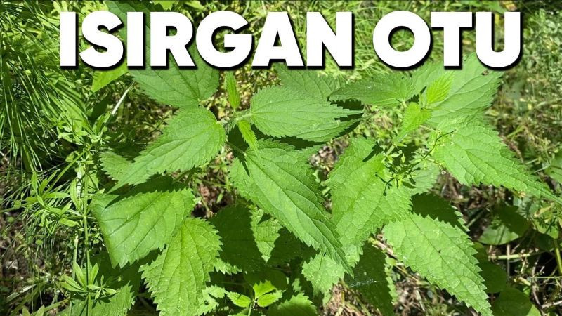 Dikkat edilmezse tüm faydası yok oluyor! Isırgan yapmanın en lezzetli yolu