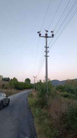 Şikayet yağmuruna tutulan SEDAŞ suçluyu buldu: LEYLEKLER