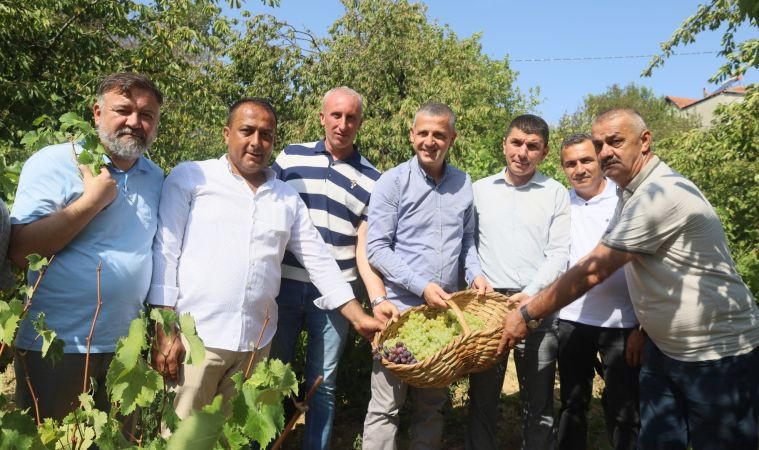 Üzümler sepetlere dolmaya başladı