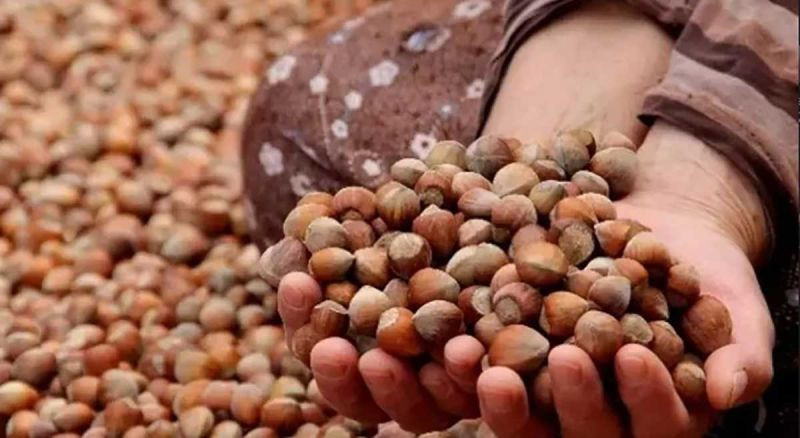 Fındık üreticileri dikkat! Kurala uymayan cezayı yiyor