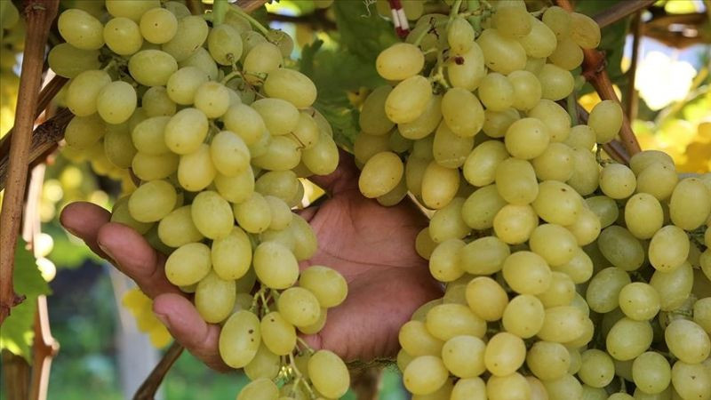 Hangi üzümün daha faydalı olduğu belli oldu : Siyah üzüm mü yoksa yeşil üzüm mü