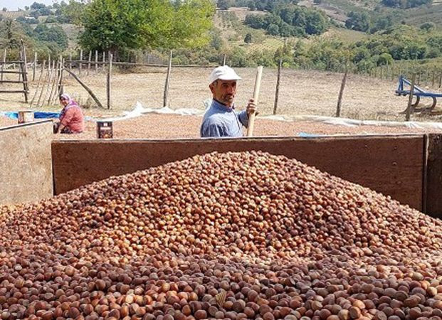 Kocabayramlar’da fındık hasadı tamam