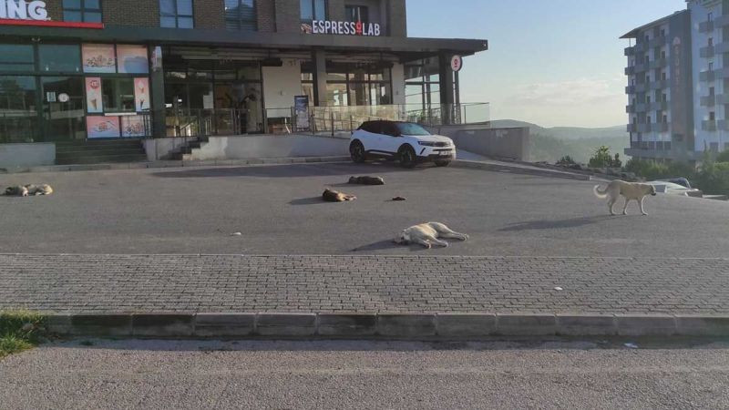 Abdülhamit’in torunu Umuttepe’deki köpekleri şikayet etti!