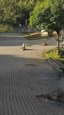 Abdülhamit’in torunu Umuttepe’deki köpekleri şikayet etti!
