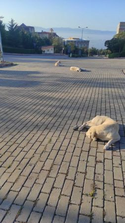 Abdülhamit’in torunu Umuttepe’deki köpekleri şikayet etti!