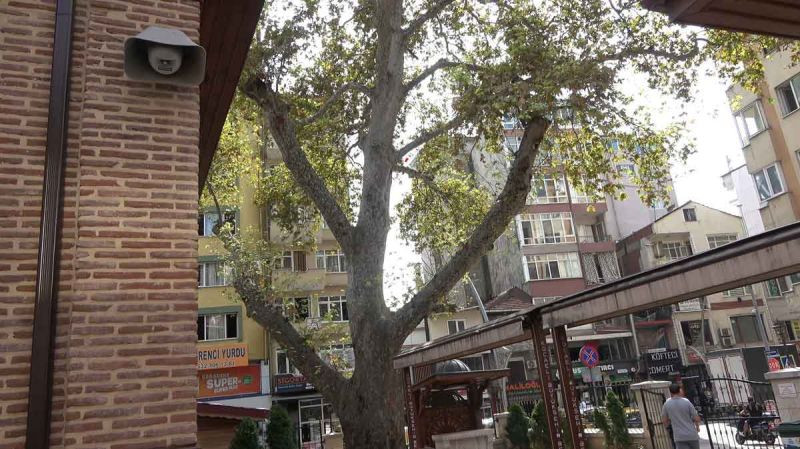 Asırlık çınarların gölgesinde bir miras