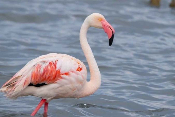 İzmit Körfezi’nde biyoçeşitlilik artıyor