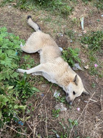 Kartepe çevre platformu “Sessizce ölüme yatıyorlar!”