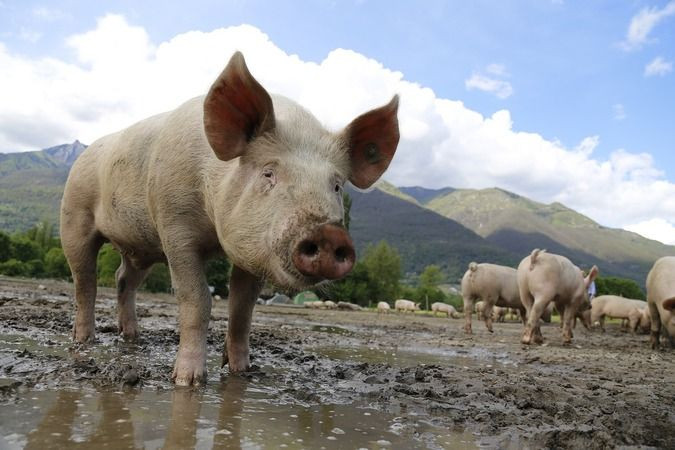 Müşterilerine domuz eti yedirdiği söylenen köfte zinciri kim?