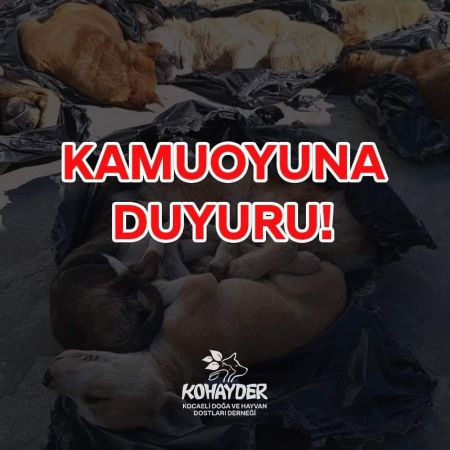 KOHAYDER’den Gebze Belediyesi’ne yanıt “Suç atma, sorumluluğunu üstlen!”