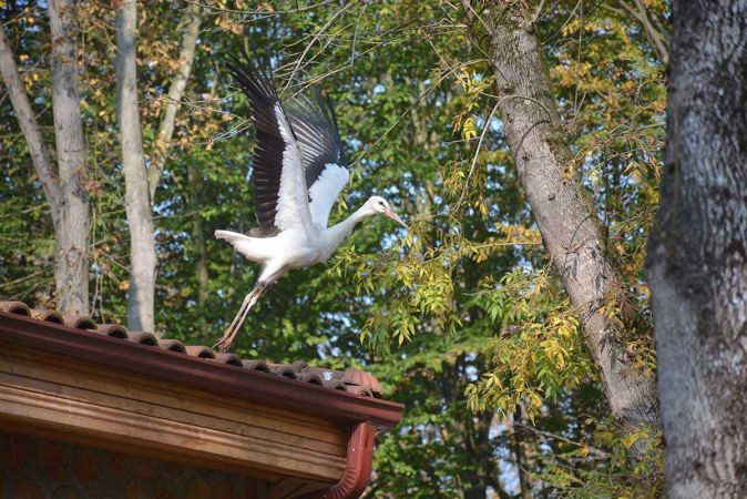 Kocaeli’de yorgun leyleklere özel misafirhane