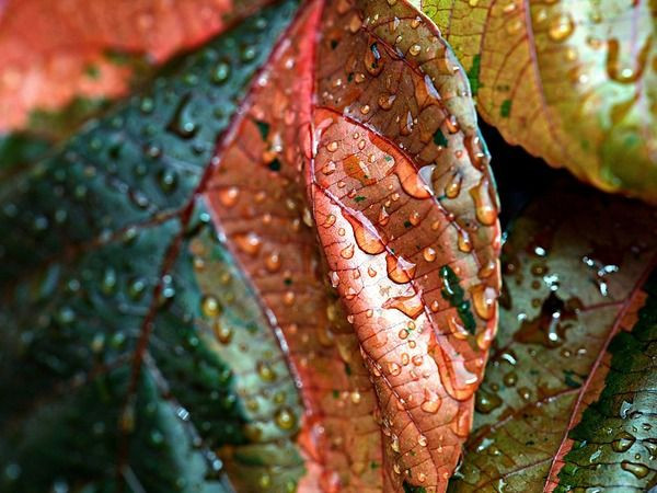 Meteoroloji Müdürlüğü duyurdu: Kocaeli’de yağmurlu günler başlıyor! 11-17 Kasım hava durumu