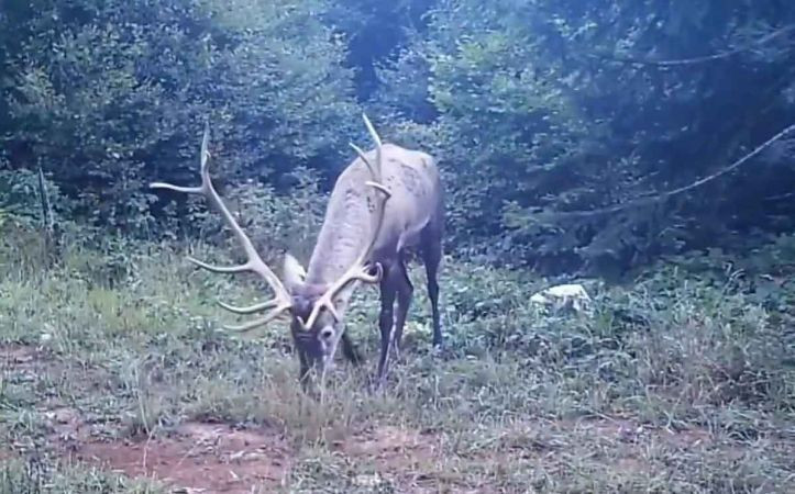 Kocaeli’de Kızıl geyikler fotokapana yakalandı