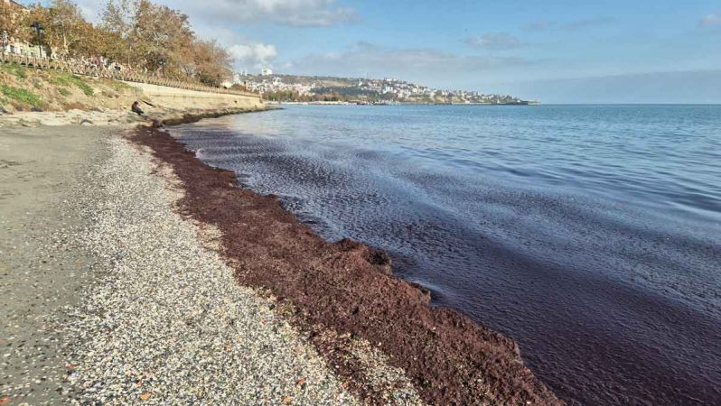 Marmara’da kırmızı yosun alarmı