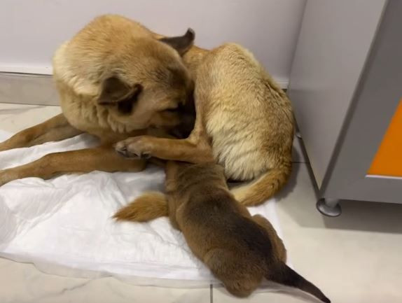 İstanbul'da ölmek üzere olan yavrusunu, veteriner kliniğine götürdü! Bakın sonra neler oldu