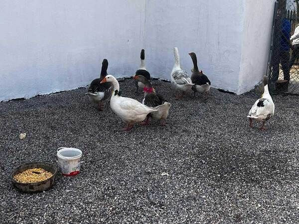 4. Geleneksel Kaz Bayramı’ndan renkli görüntüler