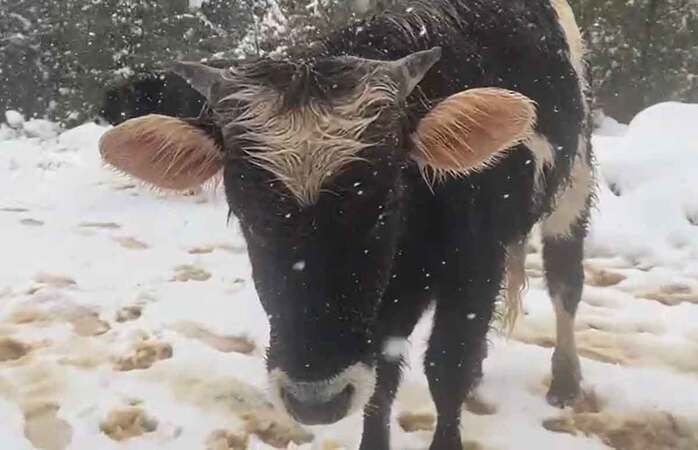 Kocaeli’de hayvanlar karda otlandı