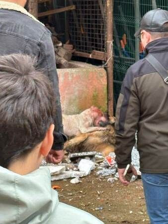 Kocaeli'de dehşet: Başıboş pitbull, köpeği parçaladı!