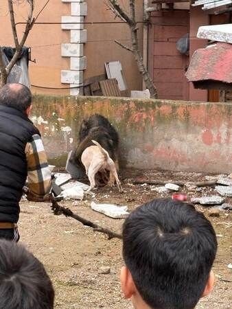 Kocaeli'de dehşet: Başıboş pitbull, köpeği parçaladı!