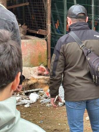 Kocaeli'de dehşet: Başıboş pitbull, köpeği parçaladı!