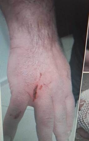 Kocaeli'de dehşet: Başıboş pitbull, köpeği parçaladı!