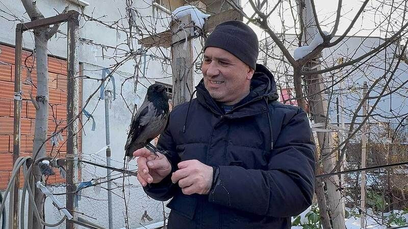 Görenler hayrete düştü: Kocaeli'de karga kar banyosu yaptı!