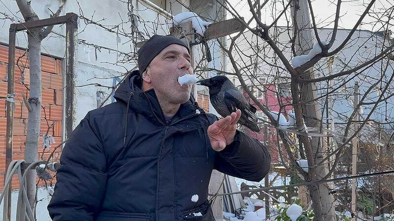 Görenler hayrete düştü: Kocaeli'de karga kar banyosu yaptı!
